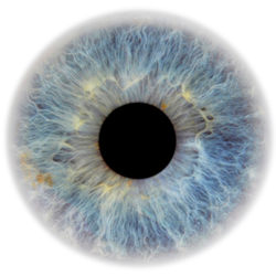 Image for Retinopathy and eye screening